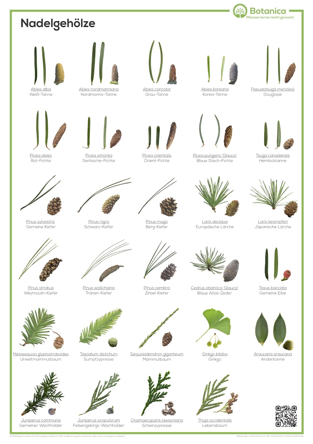 Plakat Nadelgehölze
